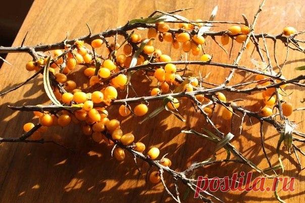 Сок из облепихи и облепиховое масло. 
Конец октября, начало ноября – самое время собирать облепиху. Именно к этому времени плоды облепихи накапливают максимальное количество витаминов и масла. 
Получить сок из облепихи довольно просто. Но это не самое ценное в этом продукте, хотя ценность облепихового сока сомнению не подлежит. Масло – вот то, ради чего стоит повозиться. 
Итак, мы хотим получить и сок и масло. Для этого надо разделить собственно сок от жома и семян, в кото...