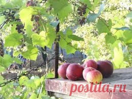 Календарь работ. Сентябрь.