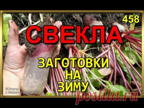 458  Свекла. Заготовки на зиму. Урожай свеклы в июле  🍀🍀