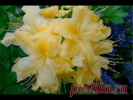 Рододендрон листопадный, aзалия садовая &quot;Anneke&quot;  Цена: 250.00р
Высота растения 60 см. Диаметр цветка 5 см. Аромат слабый.
Цветение обильное.
Для посадки выбирают хорошо освещенные участки, желательно с защитой от ветров.
Почвы предпочитают плодородные, увлажненные, рыхлые.
Предпочитают полное солнце или полутень.
Посадочную яму размером 60х60 см наполняют смесью листовой земли, торфа, песка и перегноя в соотношении 2:1:1:1. Глубина посадки составляет 2/3 высоты корневой системы.