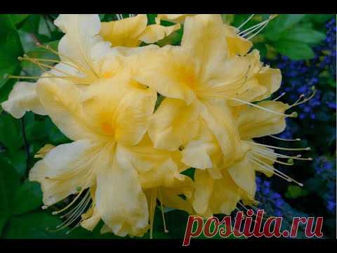 Рододендрон листопадный, aзалия садовая "Anneke"  Цена: 250.00р
Высота растения 60 см. Диаметр цветка 5 см. Аромат слабый.
Цветение обильное.
Для посадки выбирают хорошо освещенные участки, желательно с защитой от ветров.
Почвы предпочитают плодородные, увлажненные, рыхлые.
Предпочитают полное солнце или полутень.
Посадочную яму размером 60х60 см наполняют смесью листовой земли, торфа, песка и перегноя в соотношении 2:1:1:1. Глубина посадки составляет 2/3 высоты корневой системы.