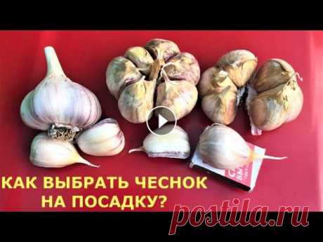 Чтобы вырастить крупный чеснок, когда сажать? Как выбрать чеснок на посадку? Хранение чеснока зимой Когда сажать чеснок осенью? Как выбрать чеснок на посадку, чтобы он вырос крупным, и как хранить чеснок зимой, чтобы он оставался свежим целый год?Агр...