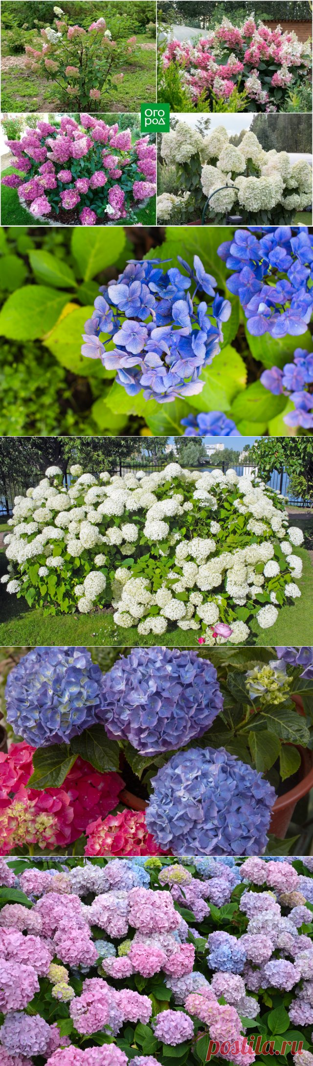 Гортензия – главные принципы выращивания