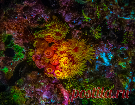 Подводный мир Raja Ampat: vasily_sergeev