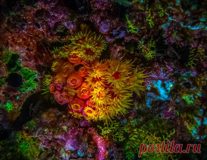 Подводный мир Raja Ampat: vasily_sergeev