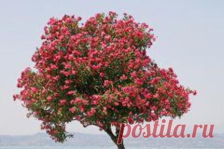 ОЛЕАНДР: КОВАРСТВО ИЛИ ЛЮБОВЬ? | Самоцветик