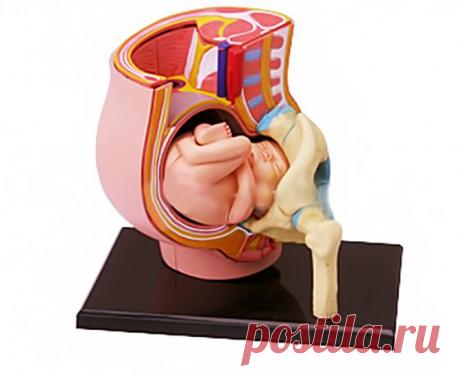 Тазовая кость, строение, функции и особенности Тазобедренный сустав, его функции и элементы. Тазовая кость, ее строение, функции таза, в каких процессах он участвует