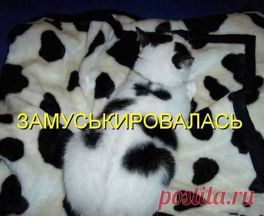 чудеса маскировки
