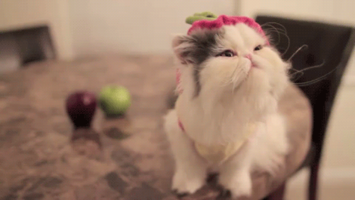 Cute Cats Photo Gallery : theBERRY