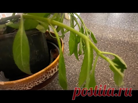 Случается и такое. Растения и тургор!