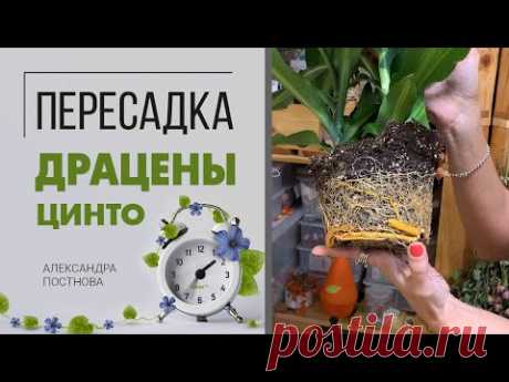 Пересадка Драцены Цинто - как пересадить правильно после покупки