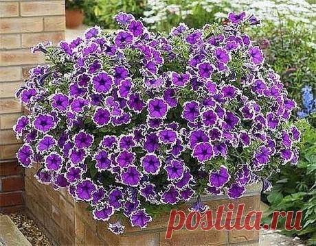 КАК ПРИЩИПЫВАТЬ ПЕТУНИЮ, ЧТОБЫ ОНА ШИКАРНО ЦВЕЛА? 

Чтобы петуния радовала вас пышным цветом, за ней нужно правильно ухаживать. Не забудьте своевременно прищипывать и удалять ее верхние отросшие побеги. Если растение не корректировать, то оно не будет куститься, уйдет полностью в рост, а это испортит его внешний вид.
Показать полностью…