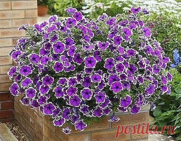 КАК ПРИЩИПЫВАТЬ ПЕТУНИЮ, ЧТОБЫ ОНА ШИКАРНО ЦВЕЛА? 

Чтобы петуния радовала вас пышным цветом, за ней нужно правильно ухаживать. Не забудьте своевременно прищипывать и удалять ее верхние отросшие побеги. Если растение не корректировать, то оно не будет куститься, уйдет полностью в рост, а это испортит его внешний вид.
Показать полностью…