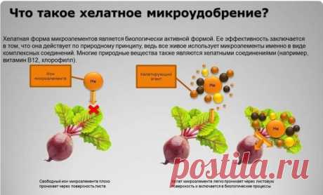 Зачем растениям нужны "клешни"?
