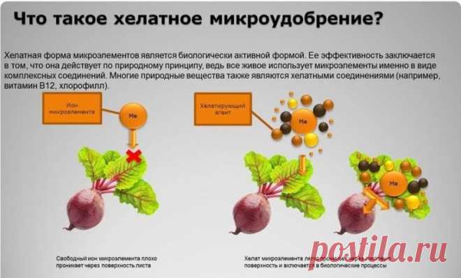 Зачем растениям нужны 