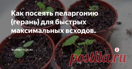 Как посеять пеларгонию (герань) для быстрых максимальных всходов. В январе самое лучшее время для посева пеларгонии или герани, как по старинке называют этот цветок. Посев проводят так рано, чтобы получить цветение растений к лету для высадки в открытый грунт.
Сеять герань можно круглый год, но при летнем посеве растения зацветут только на будущий год, а при посеве в феврале или в марте начало цветения будет отодвигаться на месяц, соответственно начнётся в июне