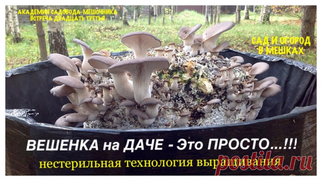 ВЕШЕНКА на ДАЧЕ - Это ПРОСТО...!!! НЕСТЕРИЛЬНАЯ технология выращивания. ВИДЕО-ИНСТРУКЦИЯ От и До.