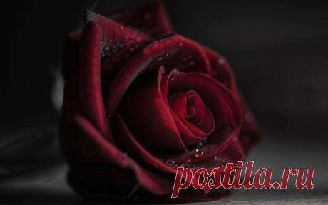 РОЗА