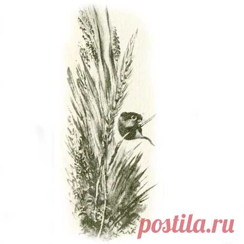 КЛАДОВАЯ