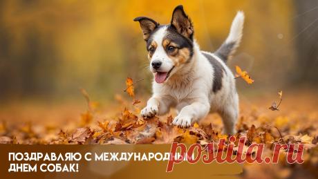 С Международным днем собак! Пусть будет каждый хвостик рад, Пусть лапы бегают легко, В миске плещется молоко, Мячик ловится в игре, Будет мир во всем дворе! Открытки на Международный день собак!