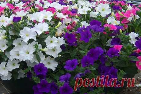 Посев петунии | Дачная жизнь - сад, огород, дача