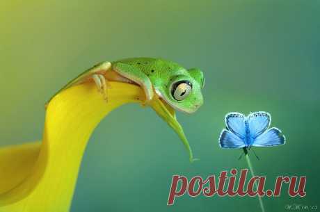 beautiful-magical-frogs-world-macro-photography-pictures-8.jpg (915×606)