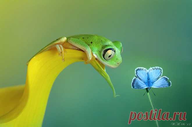beautiful-magical-frogs-world-macro-photography-pictures-8.jpg (915×606)