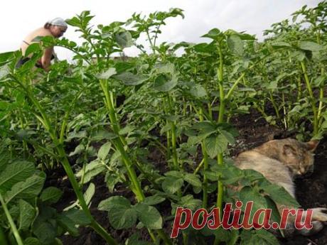 640 килограммов картофеля с 16 кустов