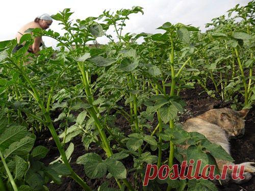 640 килограммов картофеля с 16 кустов