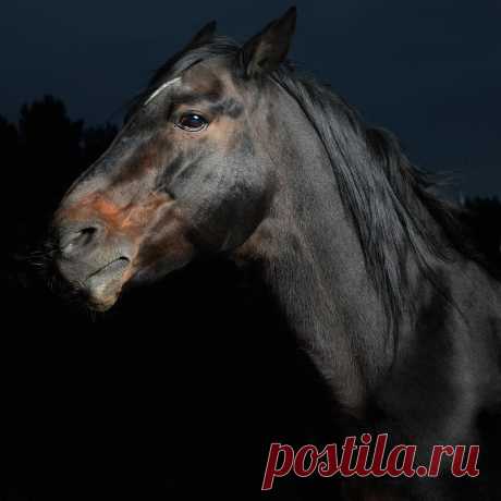Closeup portrait black horse in the dark
