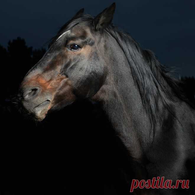 Closeup portrait black horse in the dark