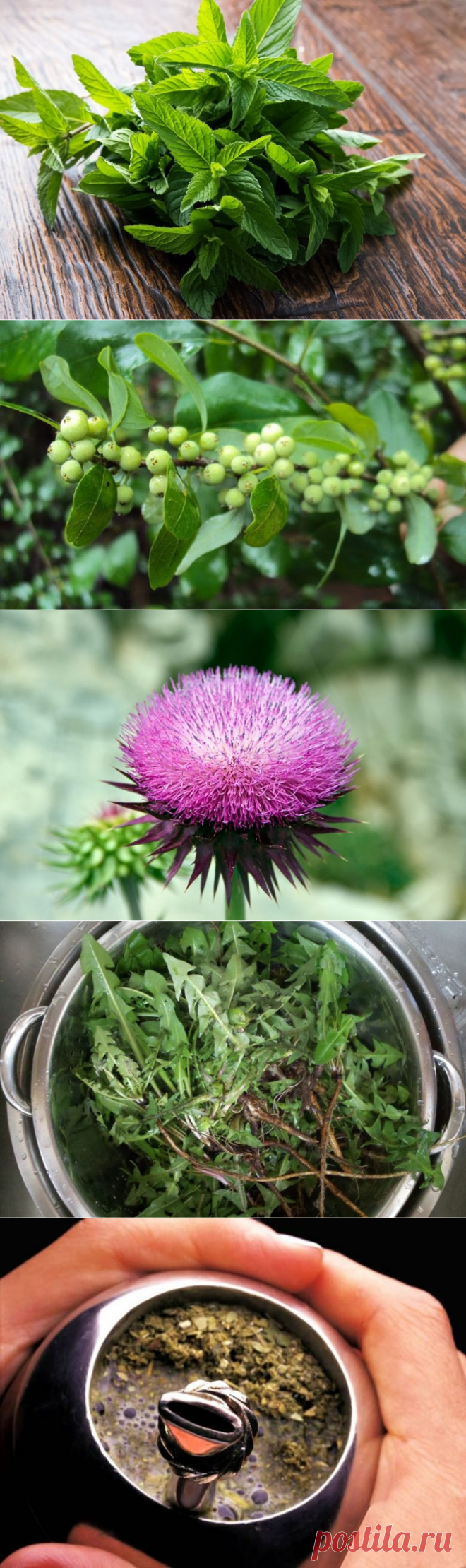 10 лучших трав для похудения и выведения токсинов / Будьте здоровы