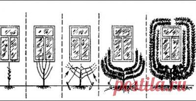 Формирование кроны плодового дерева | Подсобное хозяйство