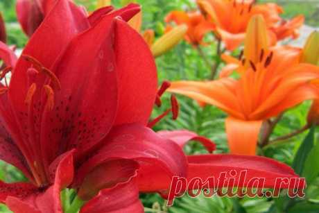 Цветочное меню: рецепты приготовления