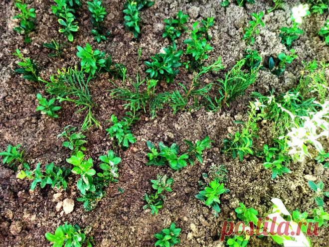 Особо востребованные растения, которые укореняются на 5 +
 Знала бы, начеренковала больше