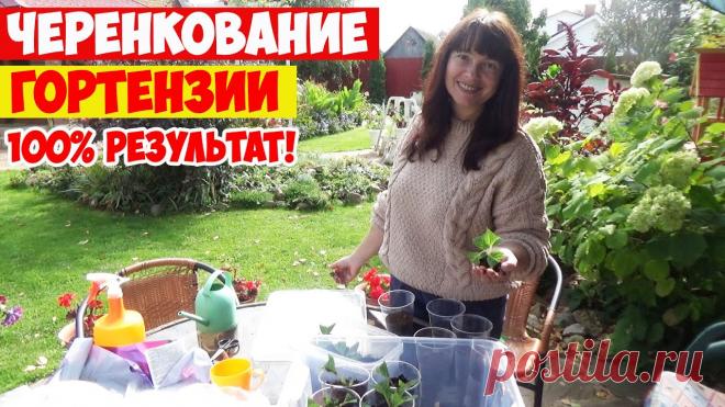 ЧЕРЕНКОВАНИЕ ГОРТЕНЗИЙ - 100% результат! У ВАС ПОЛУЧИТСЯ! Размножение гортензии черенками - самый простой способ размножения гортензии! Смотрите это видео о черенковании метельчатых и крупнолистных гортензий со 100%...