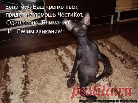 Новые приключения (котоматрица)