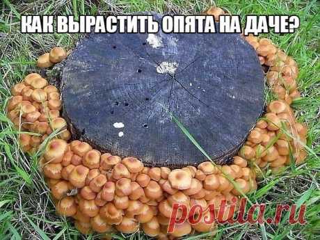 Как вырастить опята на даче? 

1 Необходимо приготовить бревна диаметром больше 20-25 см. Длина может быть разной. Рекомендуется брать бревна березы, дуба, осины, клена, тополя, ясеня. 

2 Топором нужно сделать надколы в нескольких местах и Читать продолжение в сообществе..