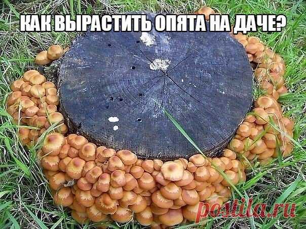 Как вырастить опята на даче? 

1 Необходимо приготовить бревна диаметром больше 20-25 см. Длина может быть разной. Рекомендуется брать бревна березы, дуба, осины, клена, тополя, ясеня. 

2 Топором нужно сделать надколы в нескольких местах и Читать продолжение в сообществе..