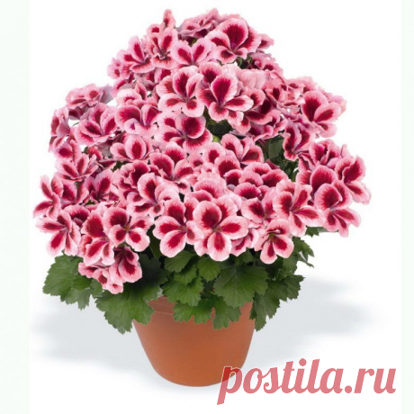 Как вырастить шикарную герань / Домоседы