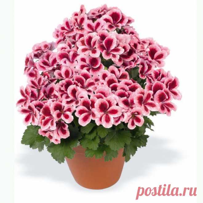 Как вырастить шикарную герань / Домоседы