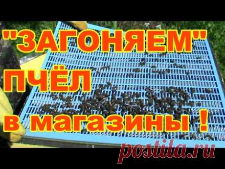 &quot;ЗАГОНЯЕМ&quot; Пчёл в магазины ! Начинающий пчеловод ! - YouTube