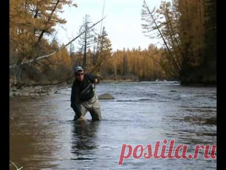 Хариус в верховьях Енисея