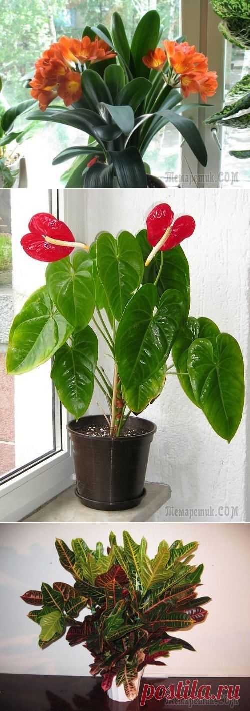 Комнатные растения и тепло