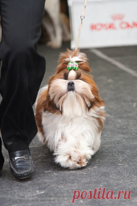 Щенок на выставке
питомник &quot;Чесвет Лайн&quot;