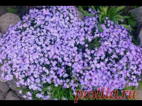 Флокс шиловидный &quot;Ранняя весенняя лаванда&quot;  Цена: 19.00
%(орг): 15.00
Описание:
Высота: до 8 см. Диаметр цветка: 3 см. Цвет: розовый с белой каймой.
Цветёт: середина июня - начало июля.
Зона: 3. Месторасположение: солнце, полутень.
Почва: хорошо дренированная, плодородная, влажная.
Использование: цветники, клумбы, бордюры, рокарии, декоративные группы, балконные ящики.
Ссылка на эту модель
Ссылка на сайт поставщика
