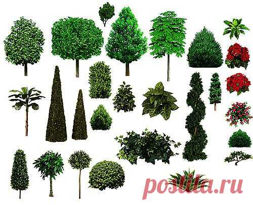 Скачать деревья для Фотошоп — мега коллекция | Мир графики и дизайна