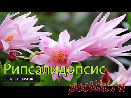 Как отличить рипсалидопсис от шлюмбергеры? / цветок декабрист