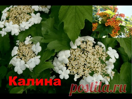 Калина обыкновенная, или Калина красная (Viburnum opulus)