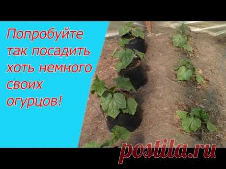 Три способа выращивания огурцов: об этом вам нигде больше не расскажут!